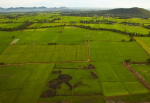 Campo de arroz en Thailandia